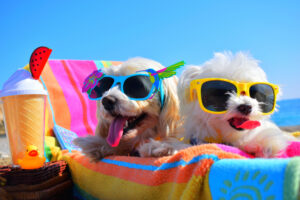 Summer Activities for Your New Puppy