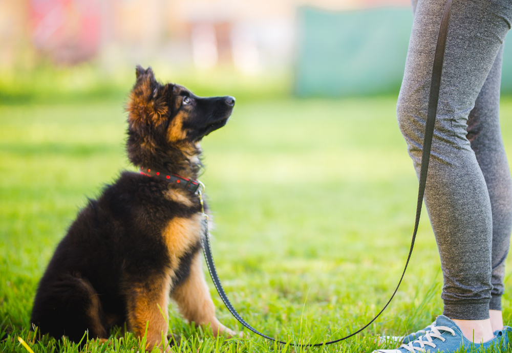 An obedient German Shepherd puppy takes his puppy training class seriously, looking up at the instructor for the next command. 