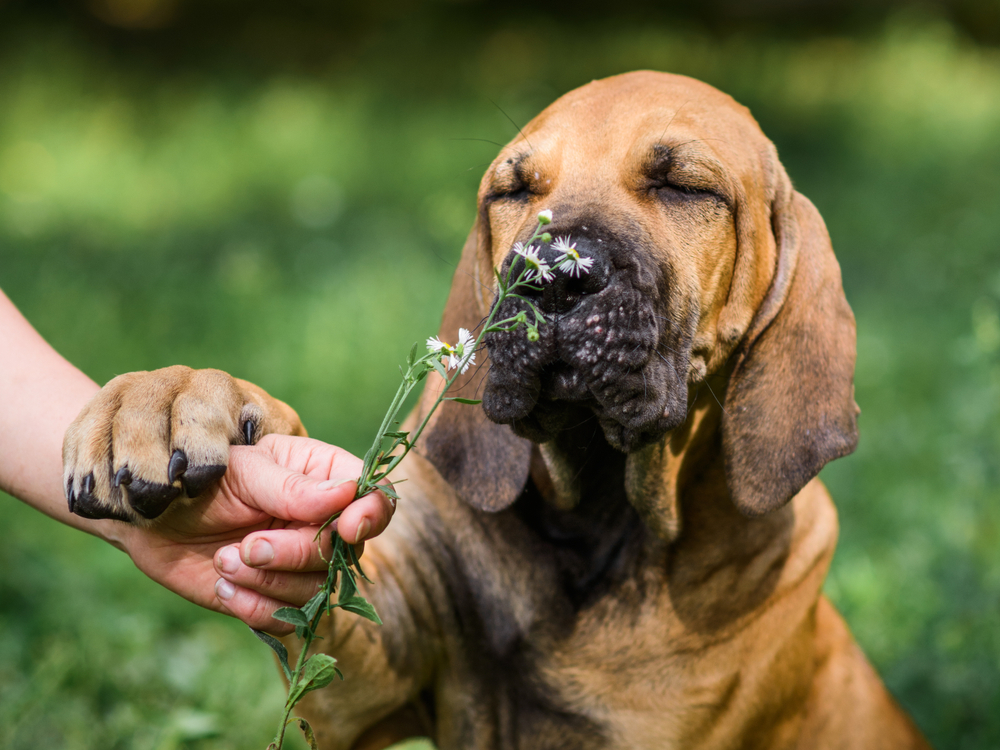 A mellow Basset Hound smells a flower outside in the summer sunshine, as one idea of how to entertain your new puppy outside. 
