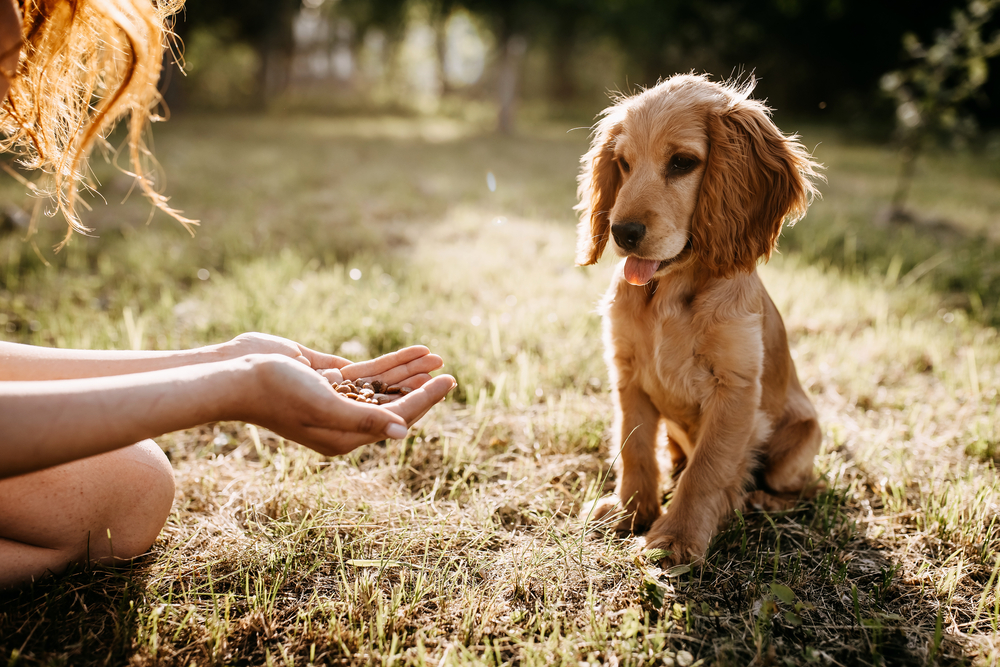 A cute, floppy eared Golden Retriever learns basic training commands outside while his owner gives him a treat. 