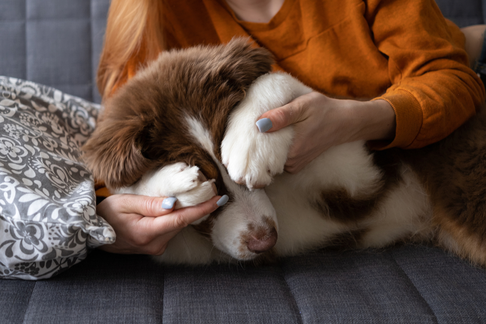 An adorable Border Collie covers its eyes with its paws with its owner's help, as they start to play hide and seek.