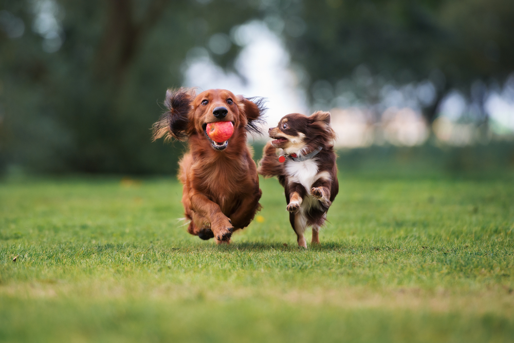 An energetic long-haired Dachshund with a red apple in his mouth runs through the grass next to a long-haired Chihuahua that wants that apple!