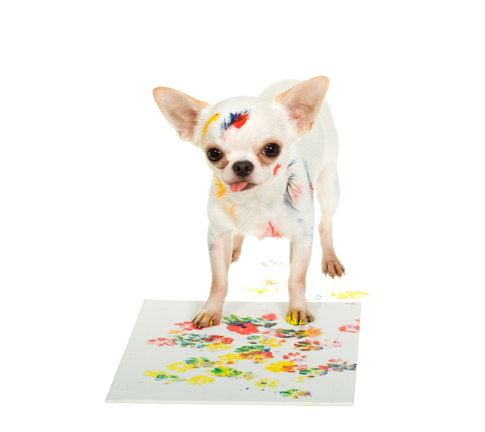 A cute, short-haired, white Chihuahua paints with dog friendly non-toxic paint, to show a fun indoor puppy activity to play.