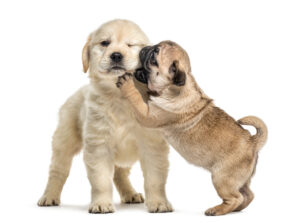 Dog Breeds that are Most Compatible with Each Other