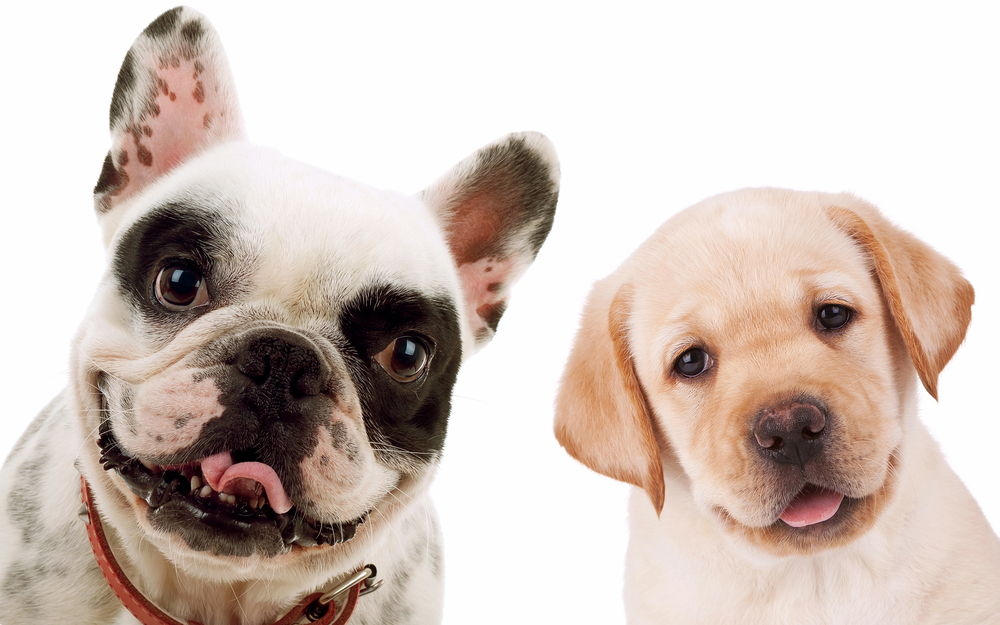The most compatible dog breeds are Labrador Retrievers and French Bulldogs, depicted here against a white background.