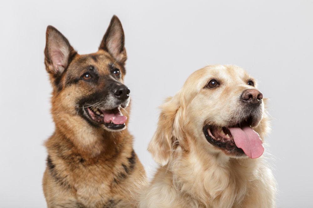 A Golden Retriever and German Shepherd are compatible dog breeds looking in the same direction and smiling.