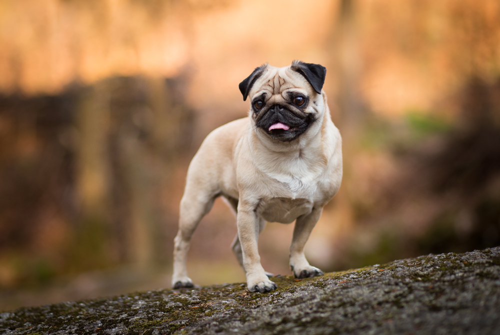 An adorable Pug stands outside on a large rock to show that even small dog breeds are great for hiking.
