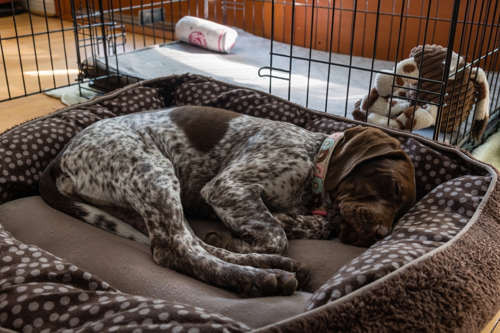 A beautiful puppy sleeps safely and soundly in a cozy dog bed to show that having a puppy safe room on Halloween is a great idea.