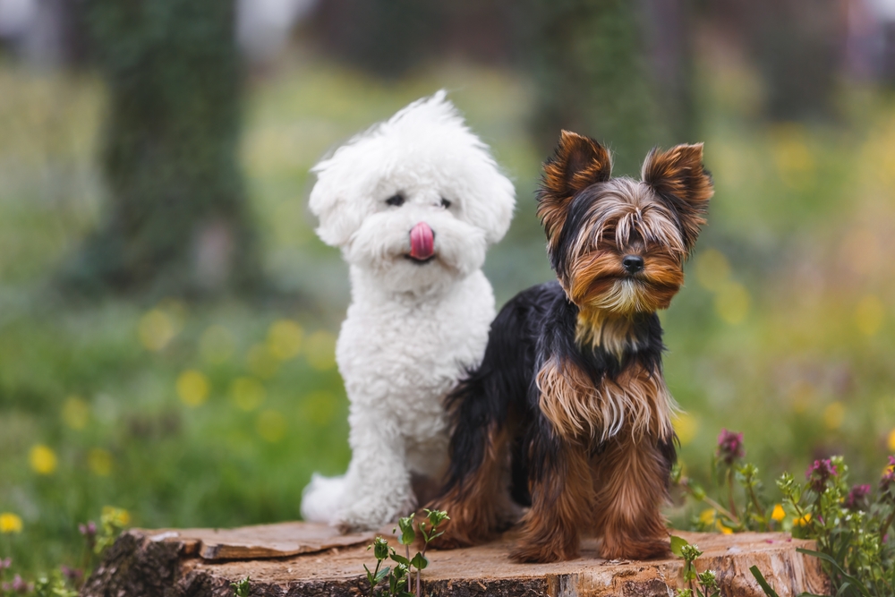 Yorkshire Terrier and Bichon Frise sit on a tree stump in a meadow, proving that compatible dog breeds come in all shapes and sizes.