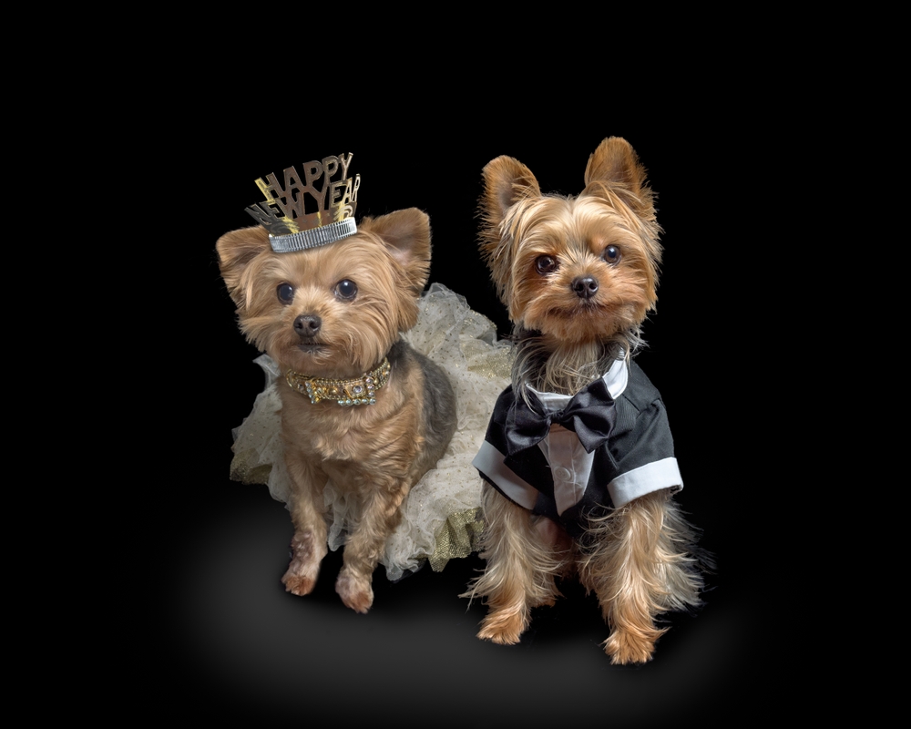 Two Yorkshire Terriers dressed as man and wife showcase how male and female dogs are the most compatible.