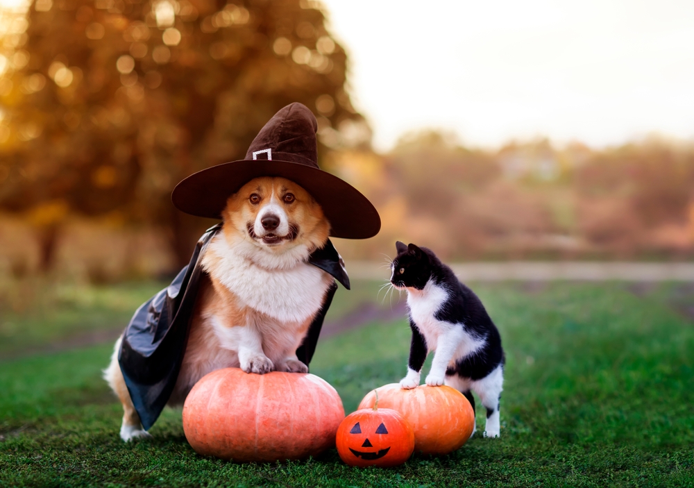 An adorable Pembroke Welsh Corgi dressed as a Halloween witch stands on an orange pumpkin next to a tuxedo cat because the scariest friends come in furry packages. 