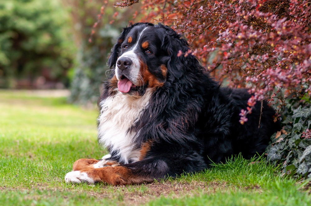 A huge Bernese Mountain Dog lays on the grass on a sunny day as one of the top 10 dog breeds for beginners.