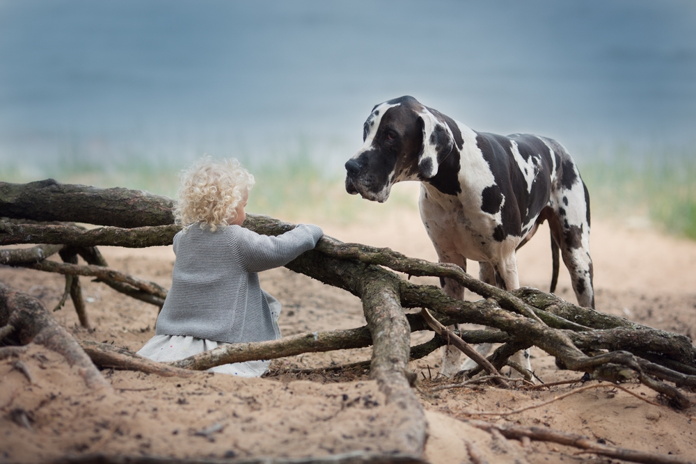 A Great Dane watches over a little blonde girl on a secluded beach in Ireland.