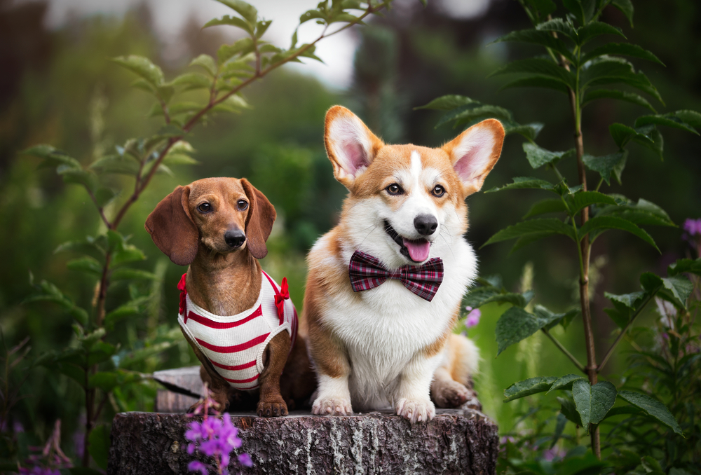 Two dog breeds that get along are Pembroke Welsh Corgi and Dachshund, dressed in a bow tie and sweater, as they sit on a tree stump in a forest.