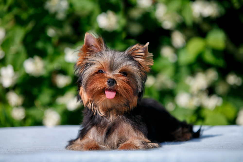 A cute Yorkshire Terrier smiles with its tongue out on a warm summer's day, as one of the top 10 dog breeds for beginners.