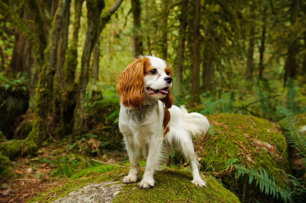 A beautiful Cavalier King Charles Spaniel stands on a moss covered rock in a lush forest to show this #1 dog breed for beginners.