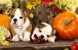 Puppy Halloween Safety Tips