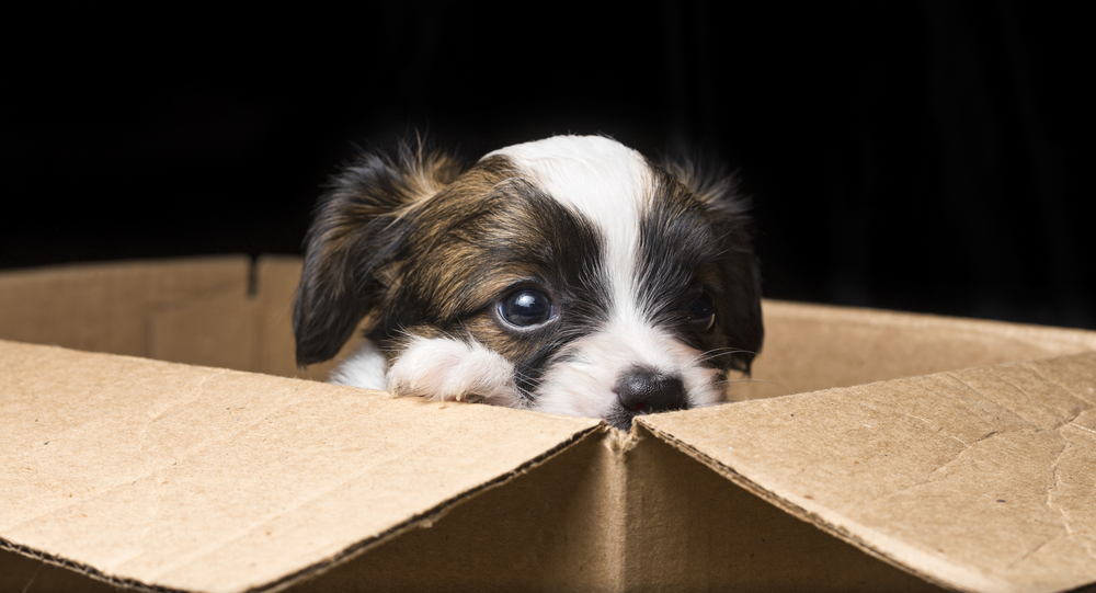 An adorable puppy plays inside a cardboard box filled with newspaper and hidden dog treats to show a great fun puppy game to play with your dog this autumn.