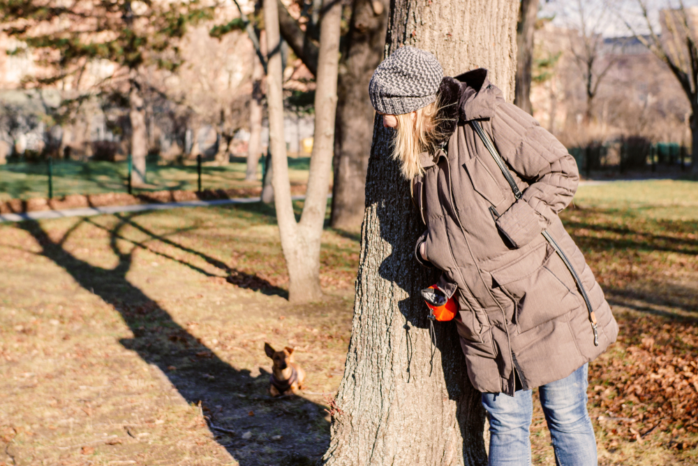 Playing hide and seek outside with your puppy this autumn as a fun puppy game is what this blonde woman is doing with her Cardigan Welsh Corgi purebred dog breed.