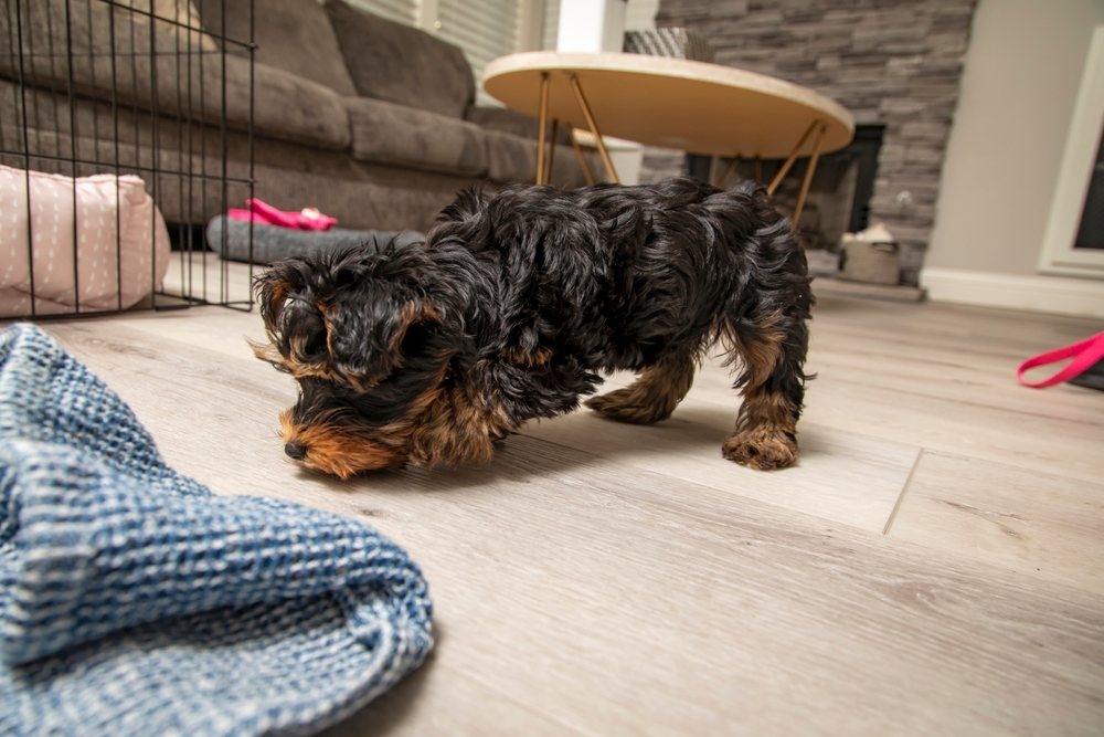 A cute Yorkshire Terrier puppy sniffs out yummy puppy treats in a living room as he plays the scavenger hunt game for dogs.