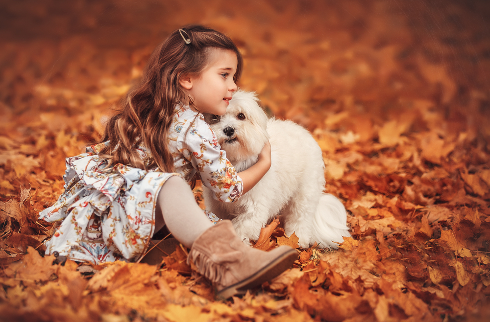 A sweet young girl hugs a cute white Maltese puppy as they sit in an orange and golden pile of raked autumn leaves.