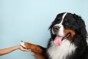 Top 10 Dog Breeds for Beginners