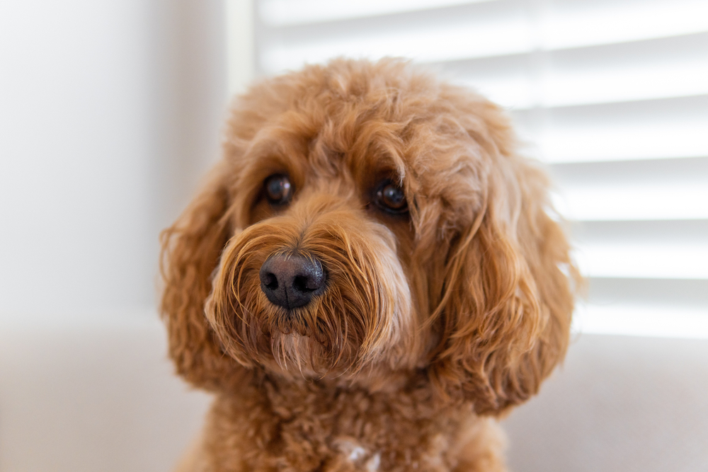 An adorable Cavapoo with huge brown eyes and the cutest curly hair sits in front of a window inside, as this is one of the best dog breeds for children.