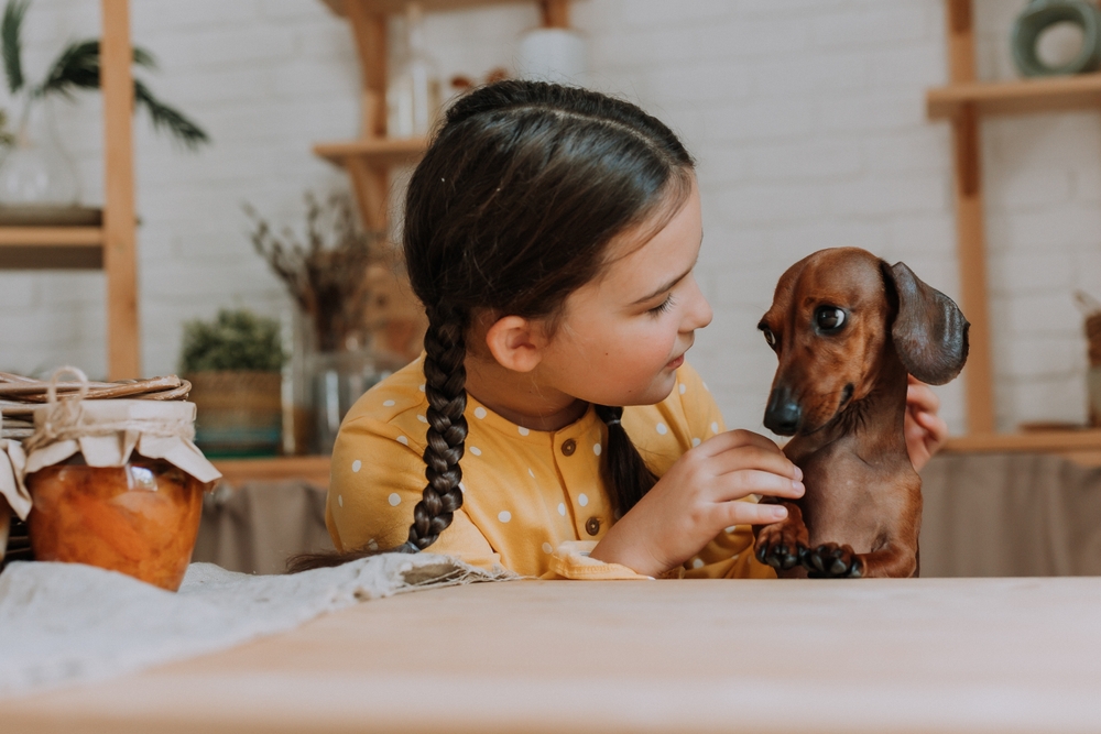 A girl with her hair braided holds her cute Dachshund on her lap while they sit at the kitchen table, showing how adorable this dog breed is with its huge eyes.