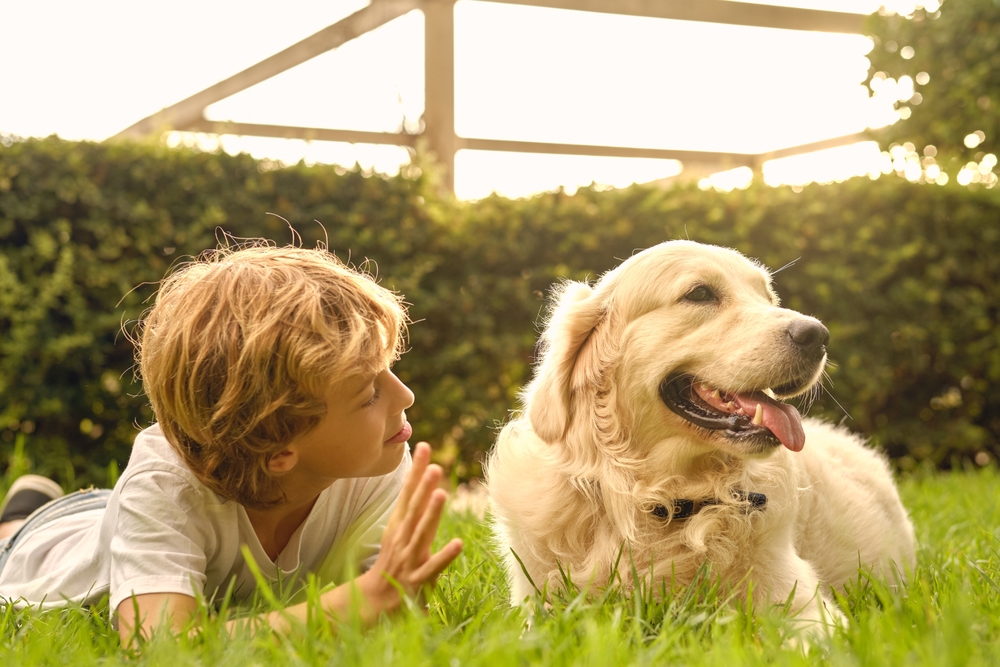 A boy lies in the grass with his purebred Golden Retriever on a sunny say to show how patient and easy going this dog breed is with children. 