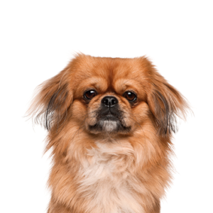 Petland Cleveland Pekingese