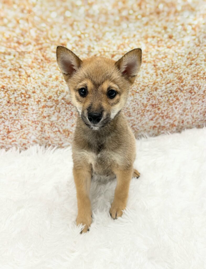 Shiba Inu Dog Male Red 1451 Petland Cleveland