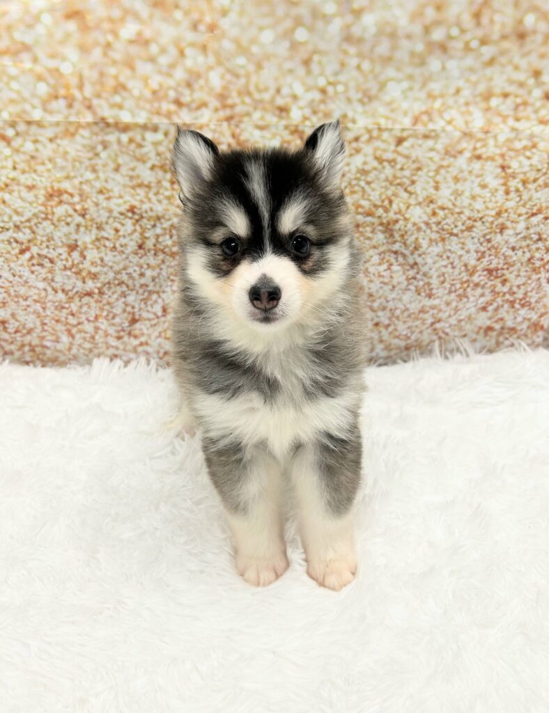 Pomsky Dog Female Black / White 1453 Petland Cleveland