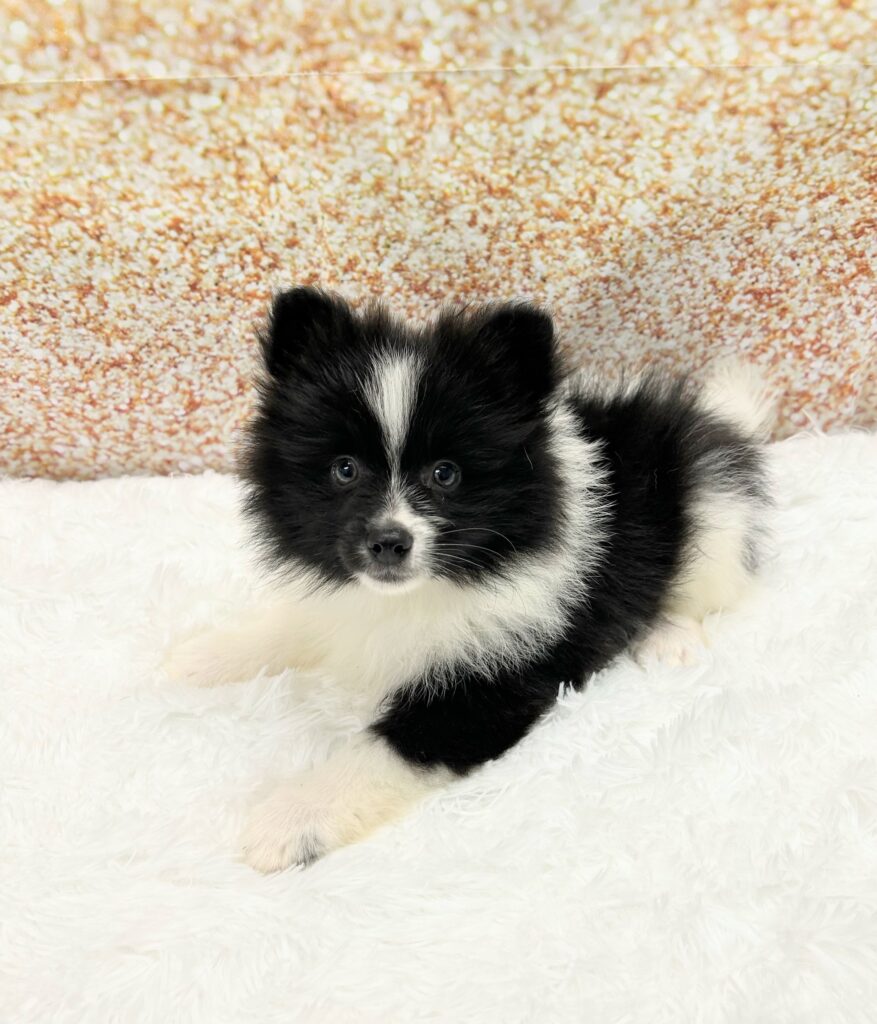 Pomeranian Dog Male Black / White 1455 Petland Cleveland