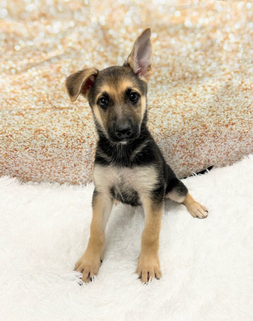 German Shepherd Dog-Dog-Female---Petland Cleveland