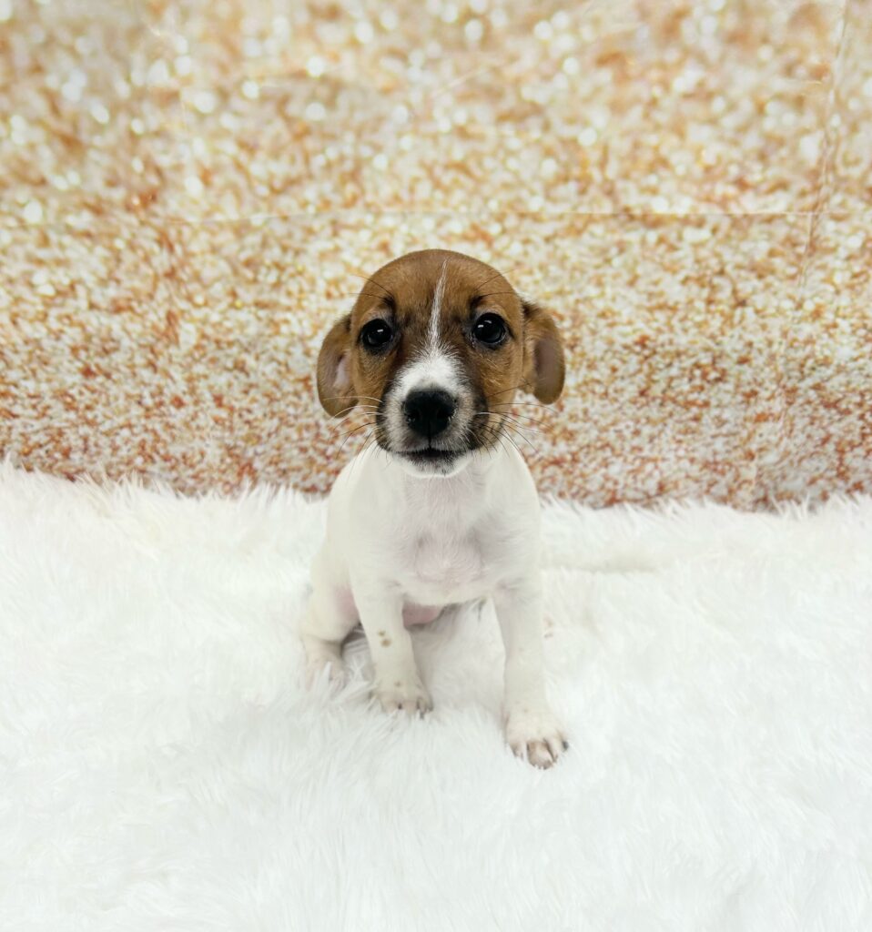 Jack Russell Terrier Dog Female Brown / White 1464 Petland Cleveland