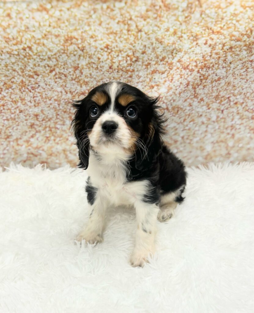 Cavalier King Charles Spaniel Dog Male Tri-Colored 1466 Petland Cleveland