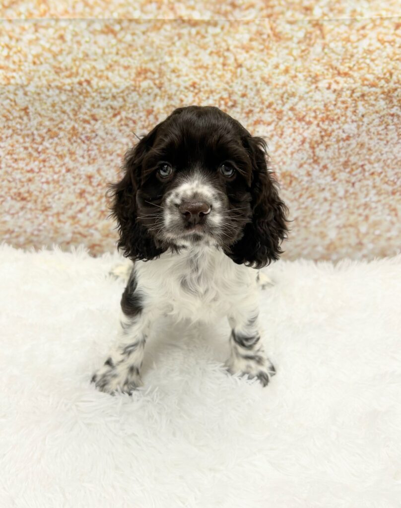 Cocker Spaniel Dog Male Choc/White 1467 Petland Cleveland