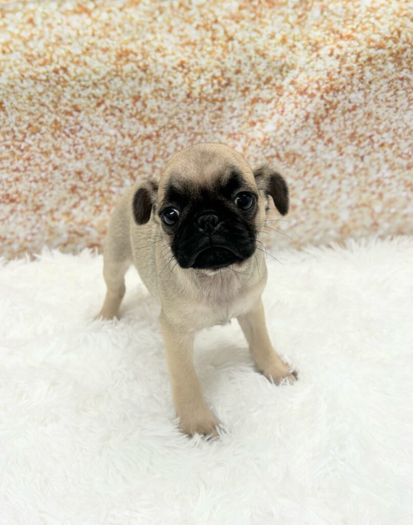 Pug-Dog-Female---Petland Cleveland