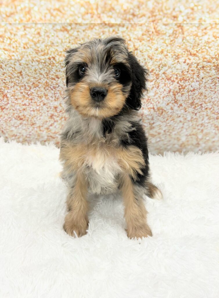 Bernedoodle Mini Dog Female Blue Merle 1471 Petland Cleveland