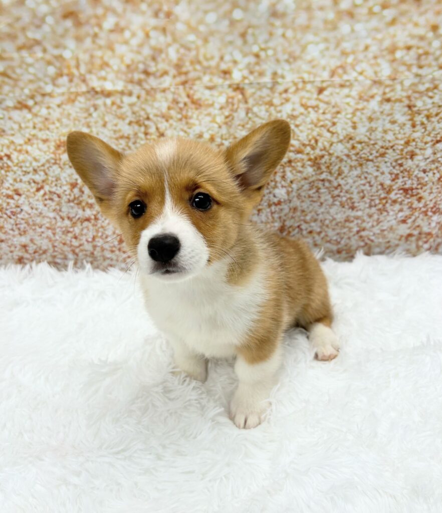 Pembroke Welsh Corgi Dog Female Red / White 1479 Petland Cleveland