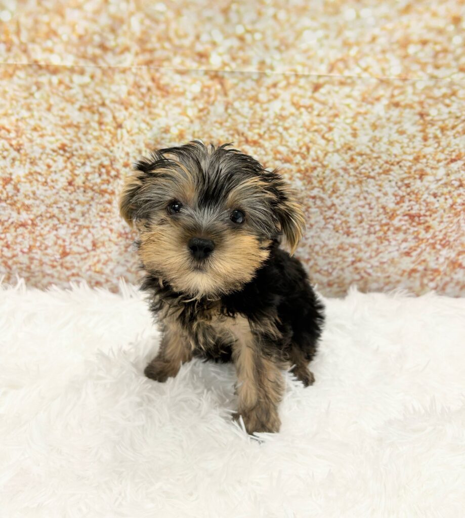 Yorkshire Terrier-Dog-Male---Petland Cleveland