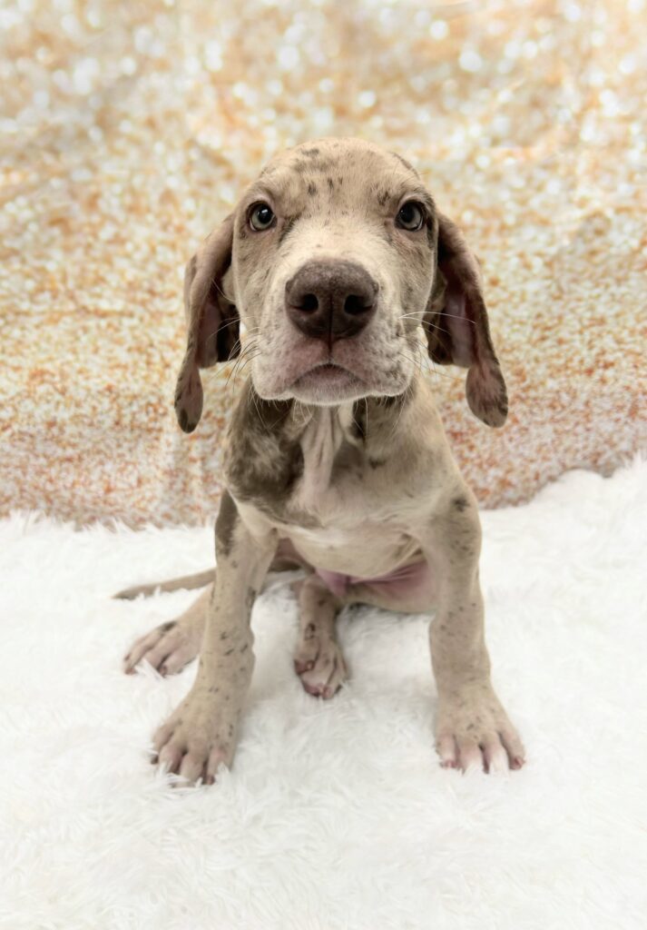 Great Dane Dog Male Chocolate 1482 Petland Cleveland