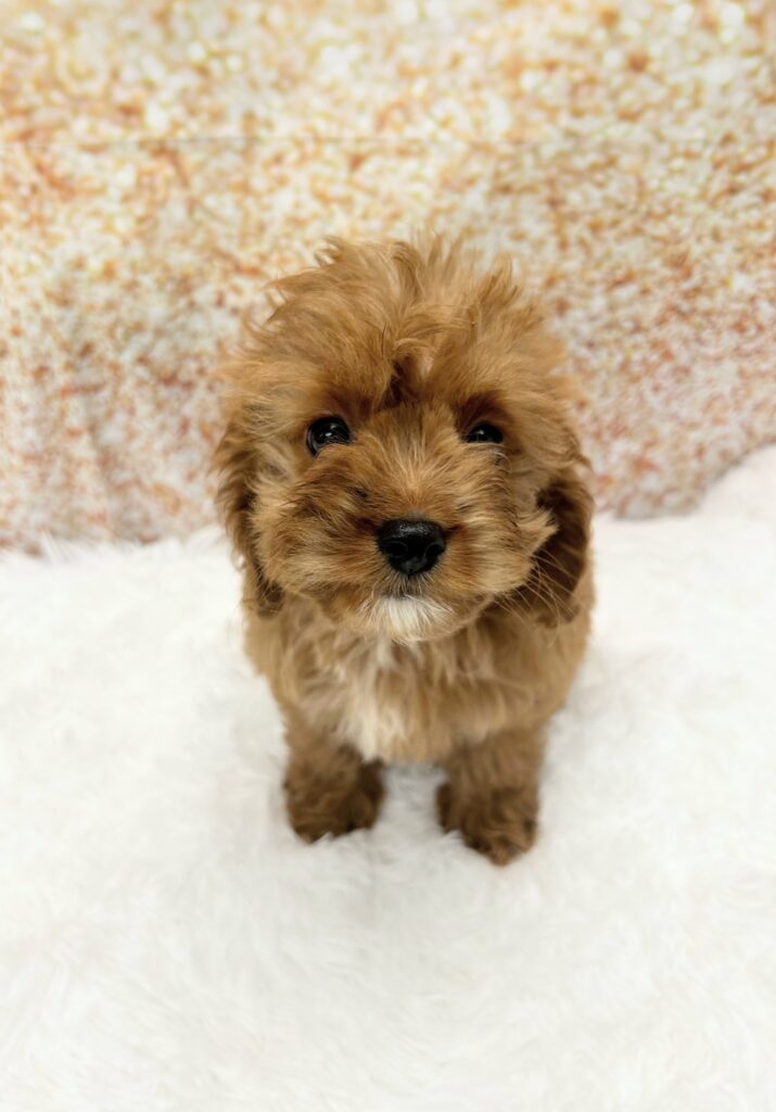 Cavapoo-Dog-Female---Petland Cleveland