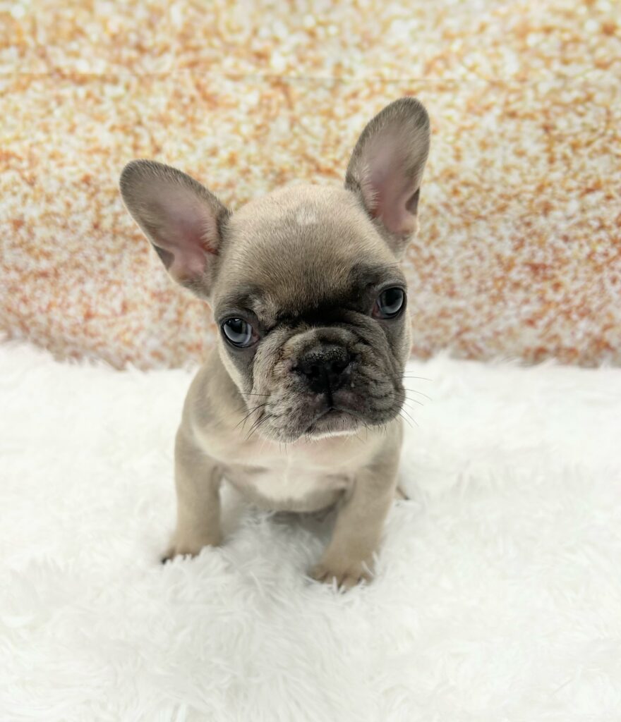 French Bulldog Dog Male Lilac Tri 1489 Petland Cleveland