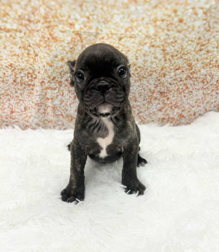 Frenchton Dog Male Black & White 1490 Petland Cleveland