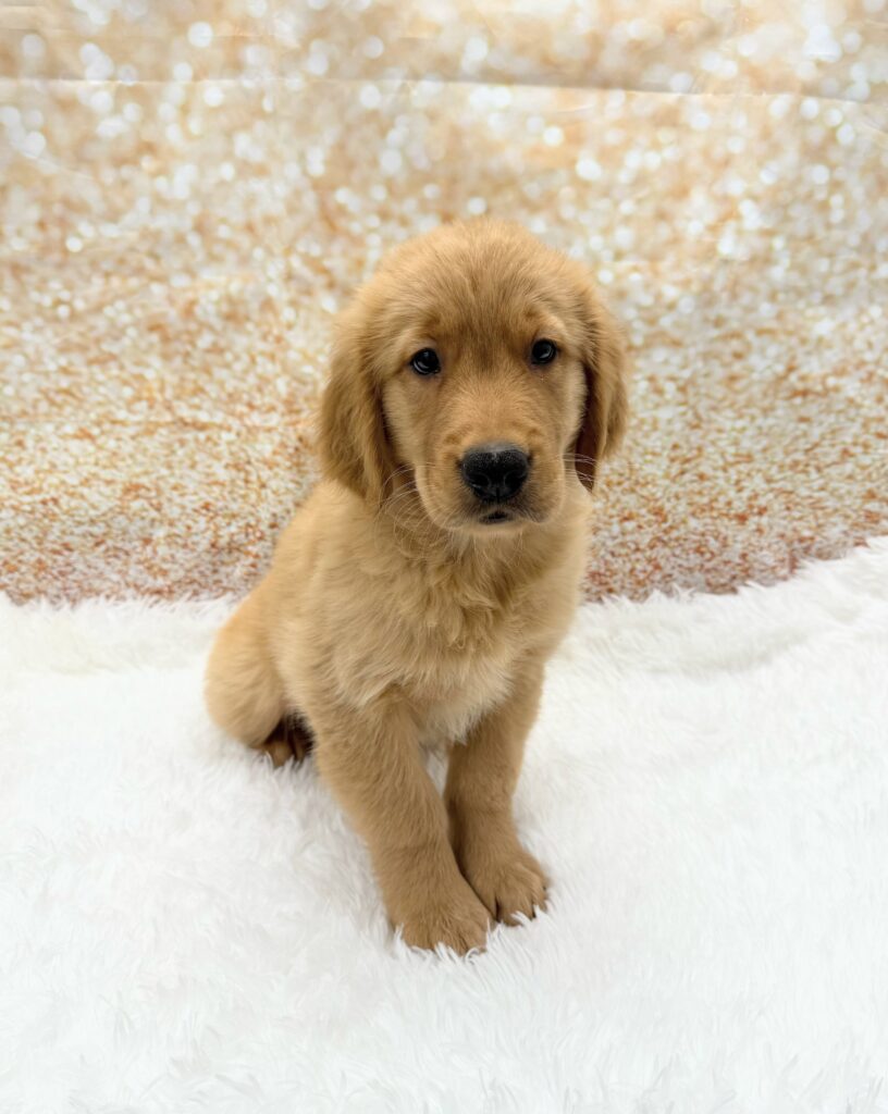 Golden Retriever Dog Male Golden 1491 Petland Cleveland