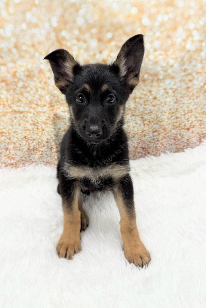 German Shepherd Dog Dog Female Black / Tan 1492 Petland Cleveland