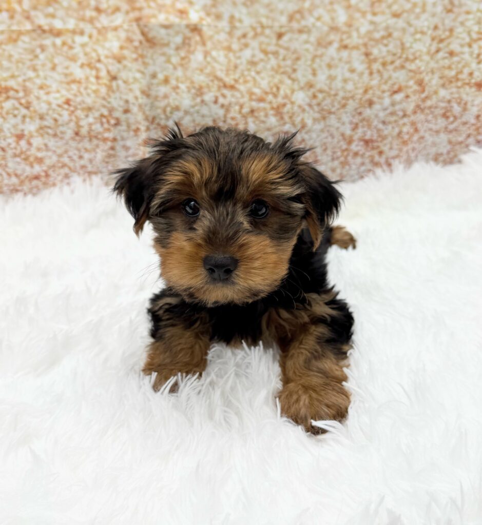 Yorkshire Terrier Dog Male Black / Tan 1493 Petland Cleveland
