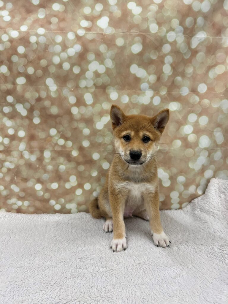 Shiba Inu-Dog-Male---Petland Cleveland