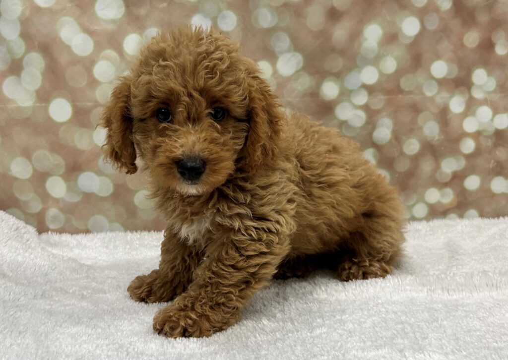 Goldendoodle Mini F1-Dog-Female---Petland Cleveland